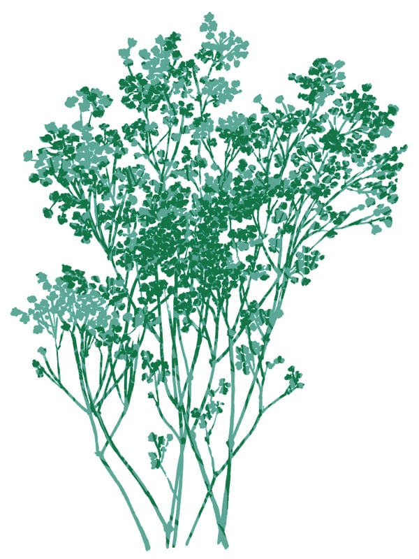 BABY'S BREATH 3, BOTANICAL FLORAL ILLUSTRATION
