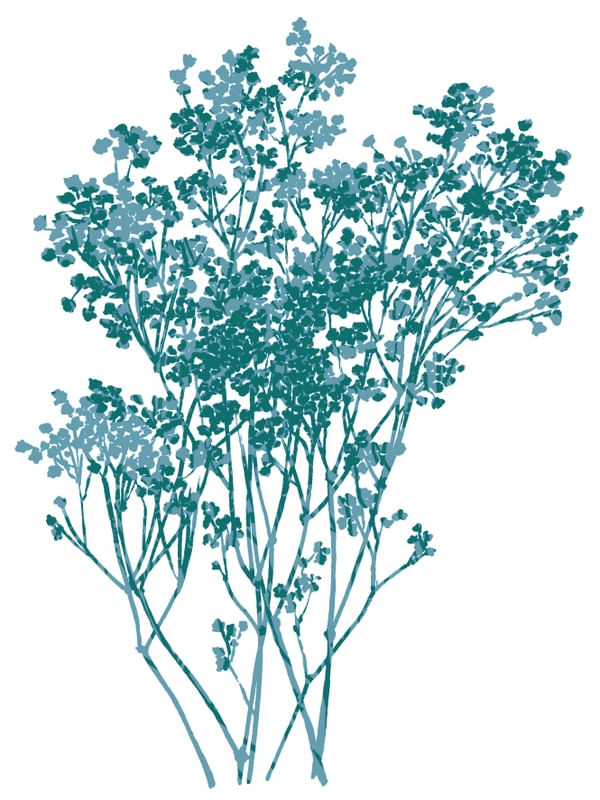 BABY'S BREATH 4, BOTANICAL FLORAL ILLUSTRATION