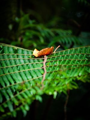 A FOLHA SOBRE A PLANTA IV