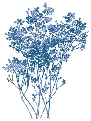 BABY'S BREATH 5, BOTANICAL FLORAL ILLUSTRATION