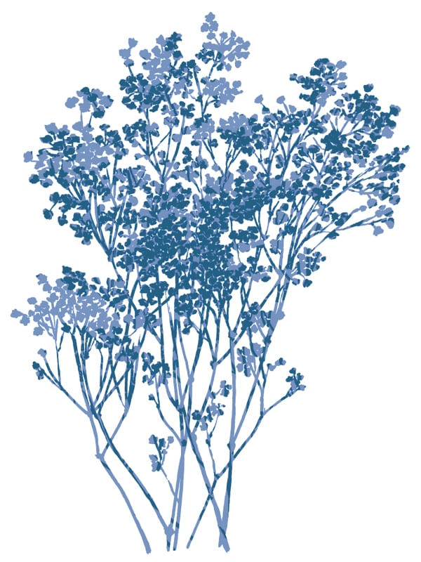 BABY'S BREATH 5, BOTANICAL FLORAL ILLUSTRATION