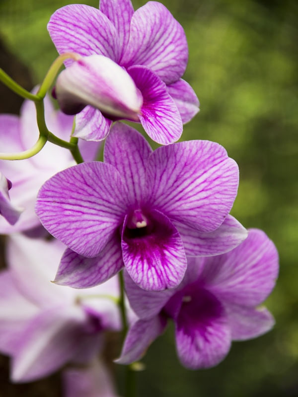 ORQUÍDEA 2018