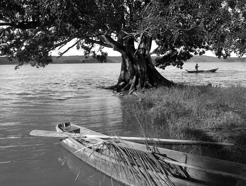 O CAJUEIRO DA LAGOA