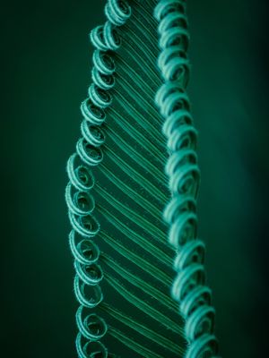FOLHAS VERDES ENROLADAS