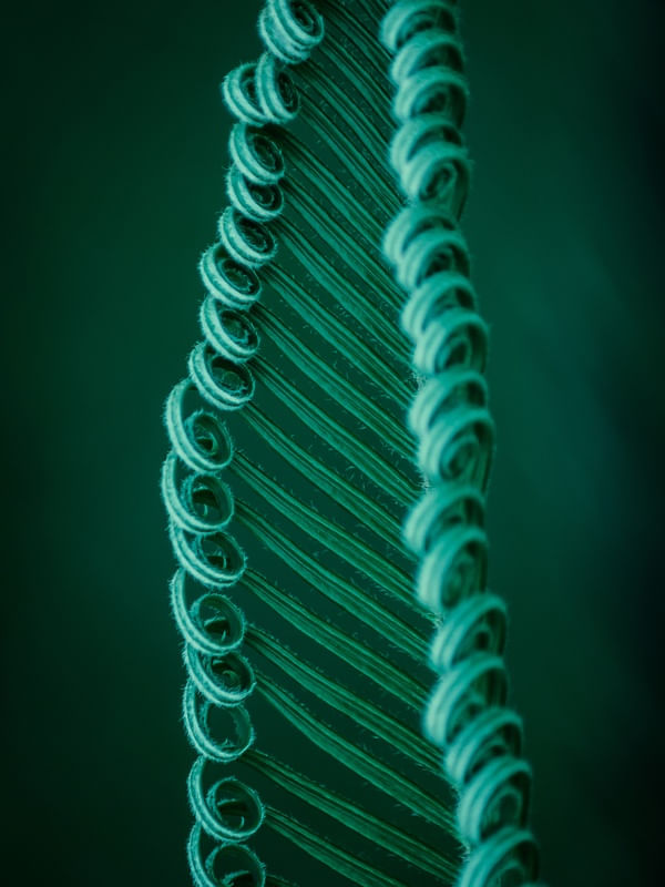 FOLHAS VERDES ENROLADAS