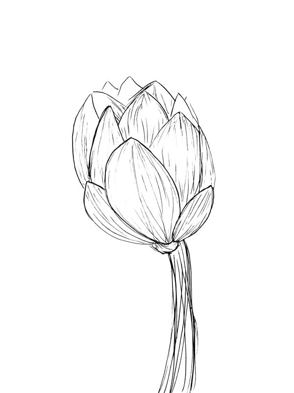 FLOR DE OUTONO E PRIMAVERA