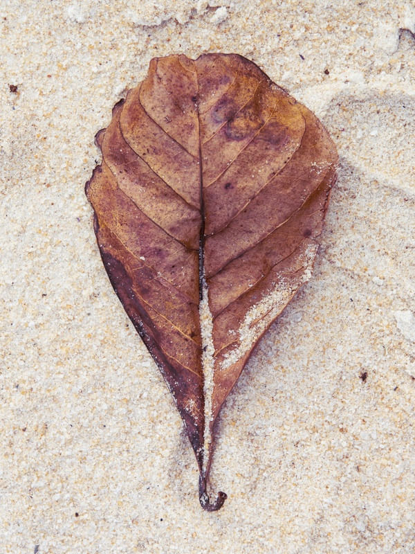 FOLHA E AREIA #7