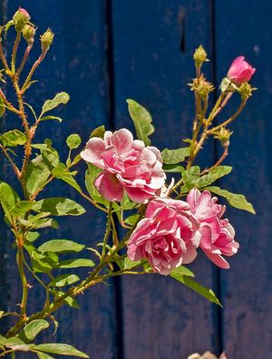ROSA PORTA AZUL