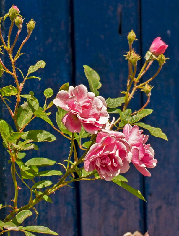 ROSA PORTA AZUL
