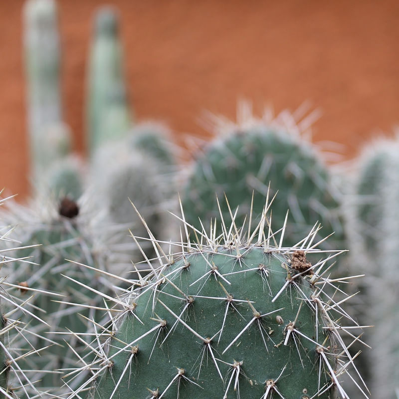 CACTUS 1