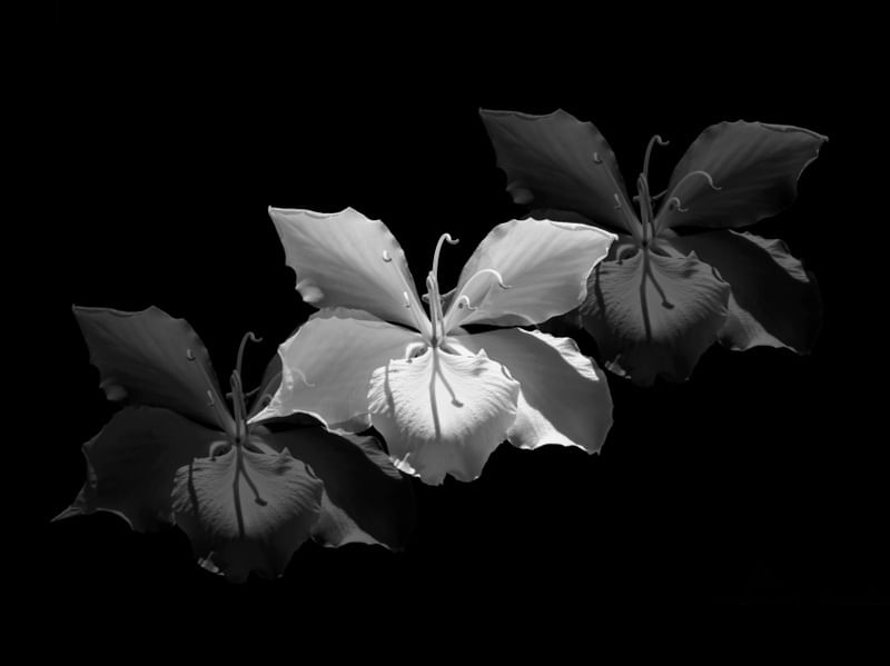 FLEURS HORIZONTAL