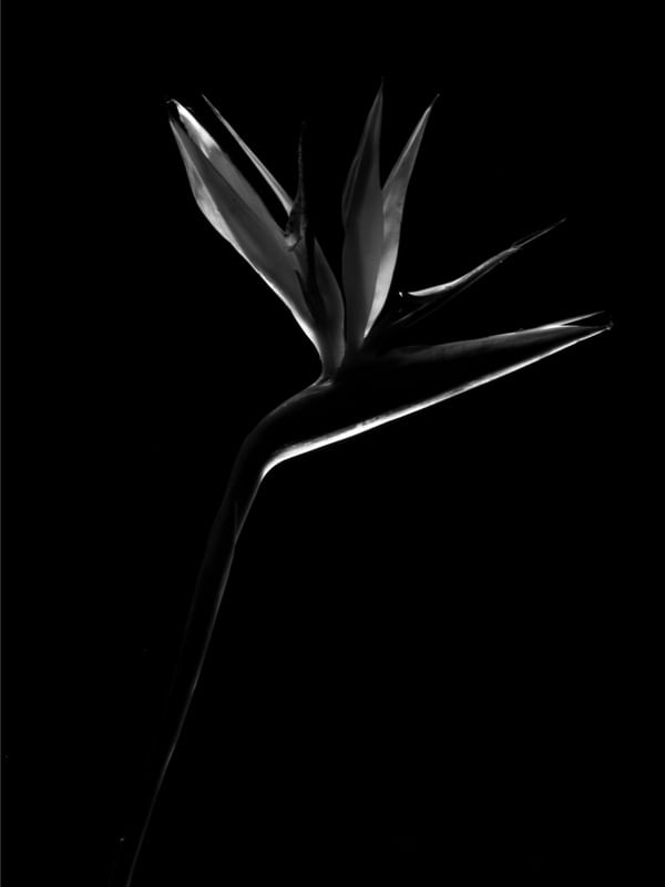 BIRD OF PARADISE FLOWER BW