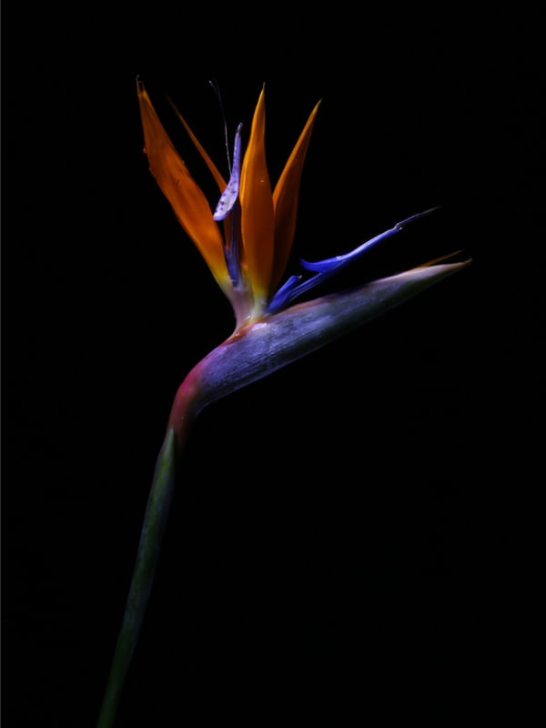 BIRD OF PARADISE FLOWER - COLOR