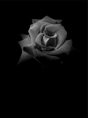 SHADOWS OF A ROSE