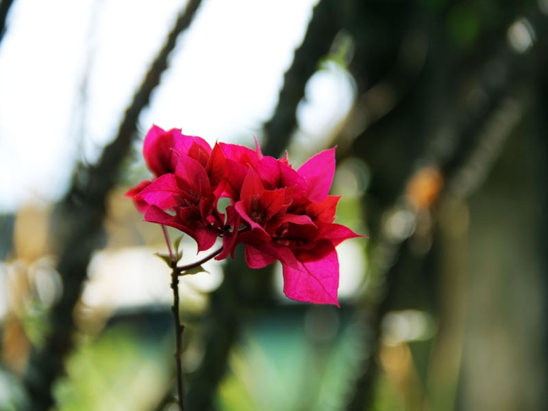 FLORZINHA DO INTERIOR