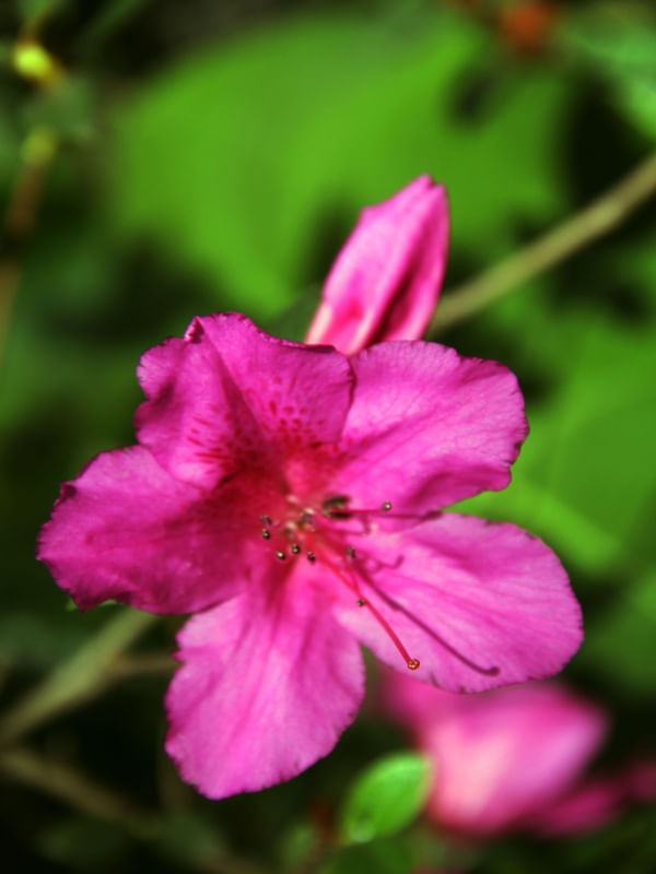 FLORZINHA ROSA