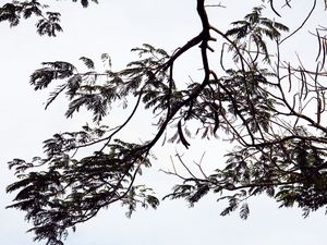 VIDA DE GALHOS