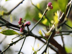 PEQUENOS LIMÕES