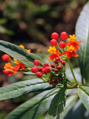FLORZINHA AVERMELHADA