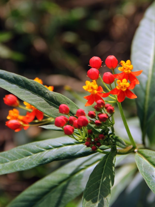 FLORZINHA AVERMELHADA