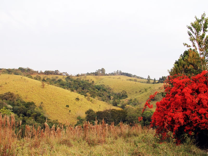 PAISAGEM DO INTERIOR