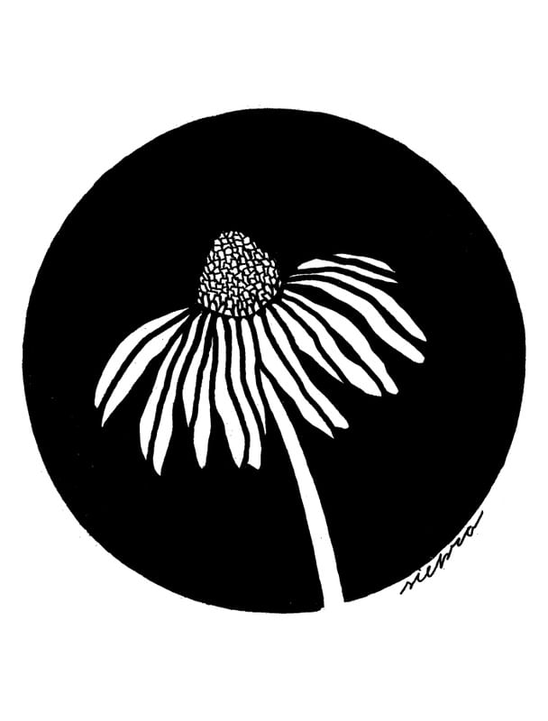 DAISY BRANCA