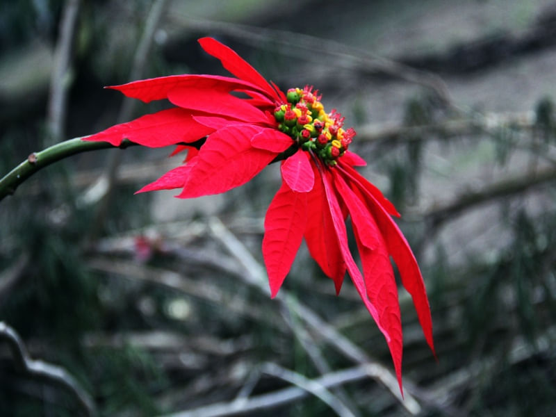 AVERMELHADA