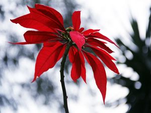 PÉTALAS AVERMELHADAS