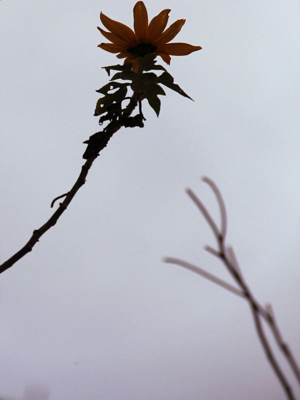 FLORZINHA AMARELA