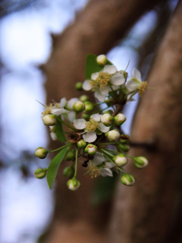 FLORZINHA E BOTÕES