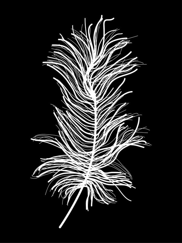 WHITE FEATHER