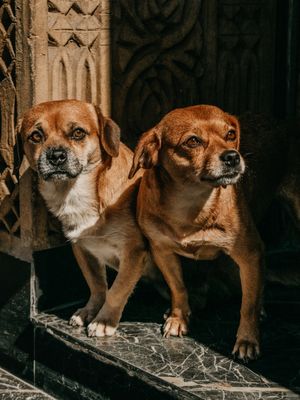 IRMÃO CÃO