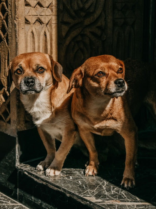 IRMÃO CÃO