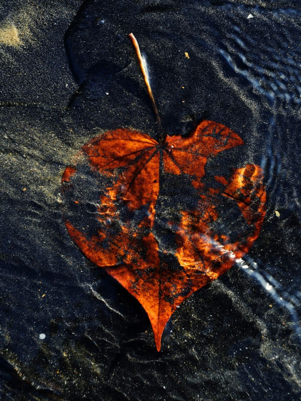 ONE HEART