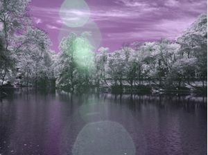OUTONO ROXO