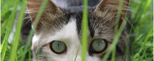 GATO 789