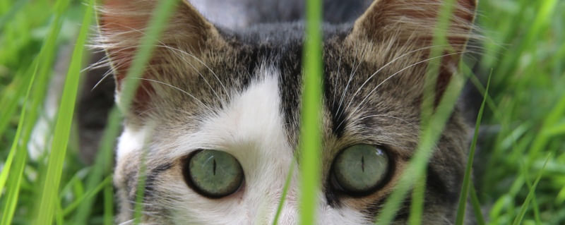 GATO 789