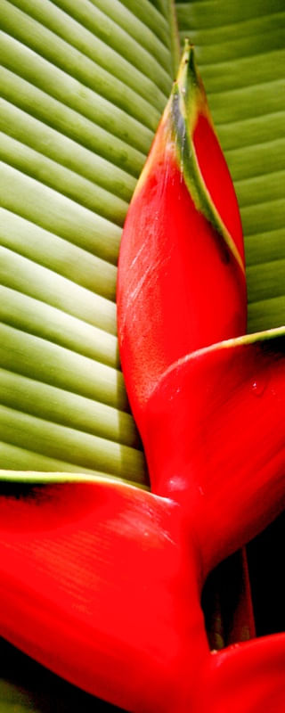 FLOR TROPICAL 98