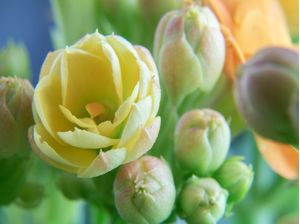 FLOR AMARELA MACRO