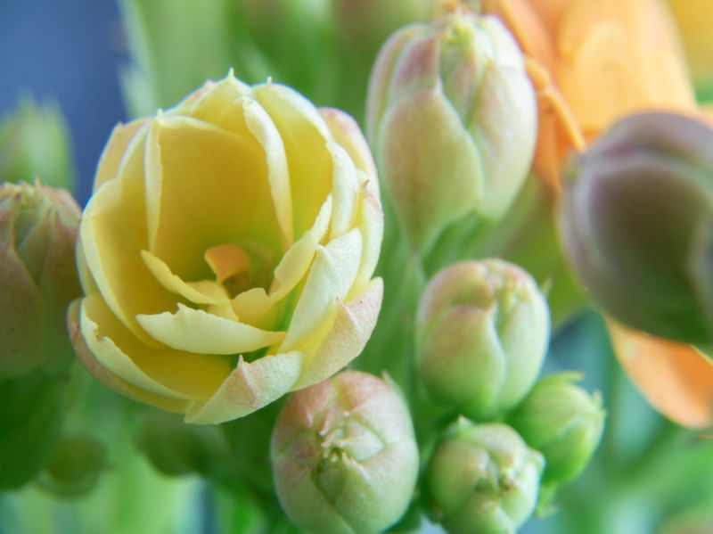 FLOR AMARELA MACRO
