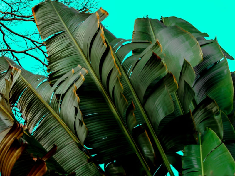 BANANEIRAS 2