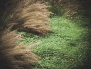 SOPRO NATURAL