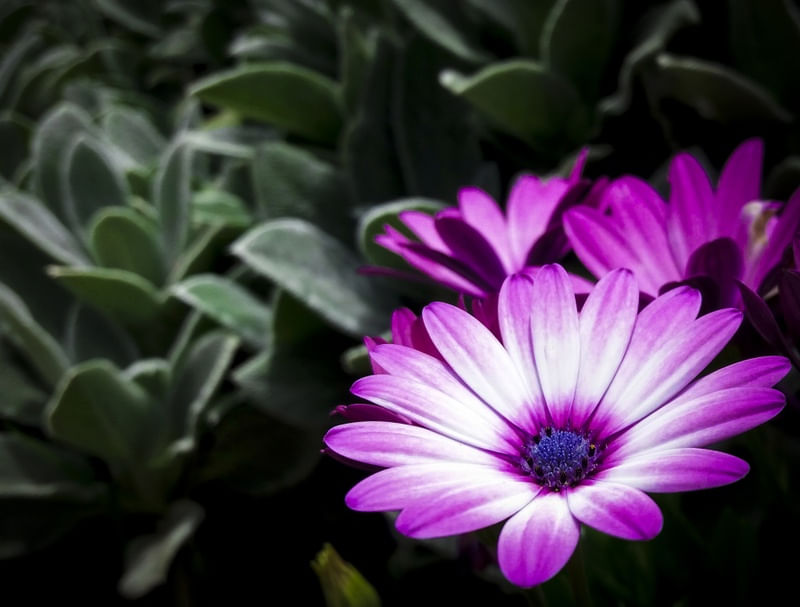 FLORES EM CONTRASTE
