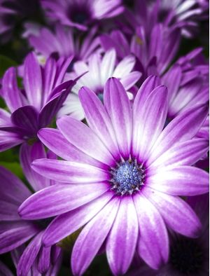 DESABROCHAR EM ROXO