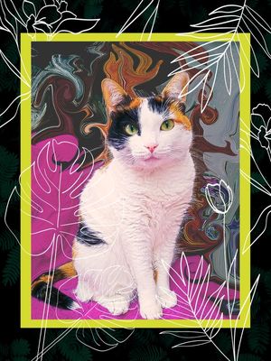 A GATA CECÍLIA
