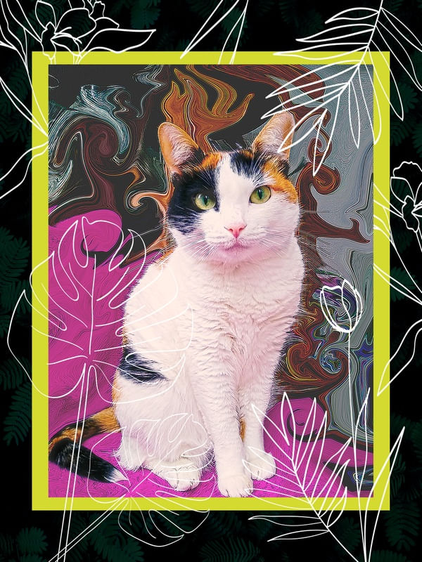 A GATA CECÍLIA