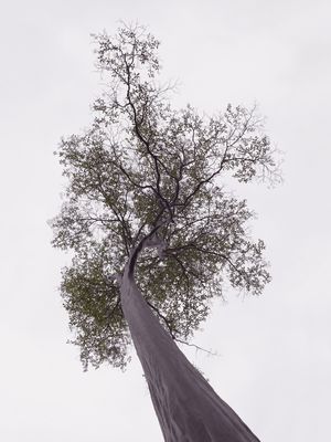 NATUREZA COR 084 LV