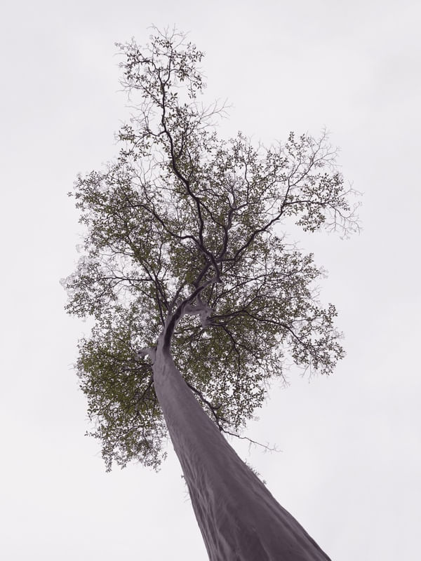 NATUREZA COR 084 LV