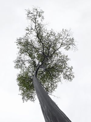 NATUREZA COR 083 LV