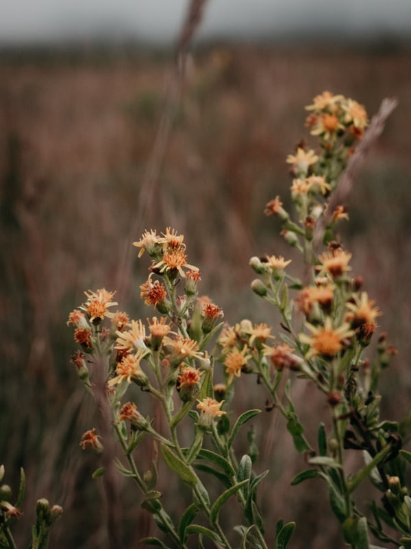 LONELY FLOWERS